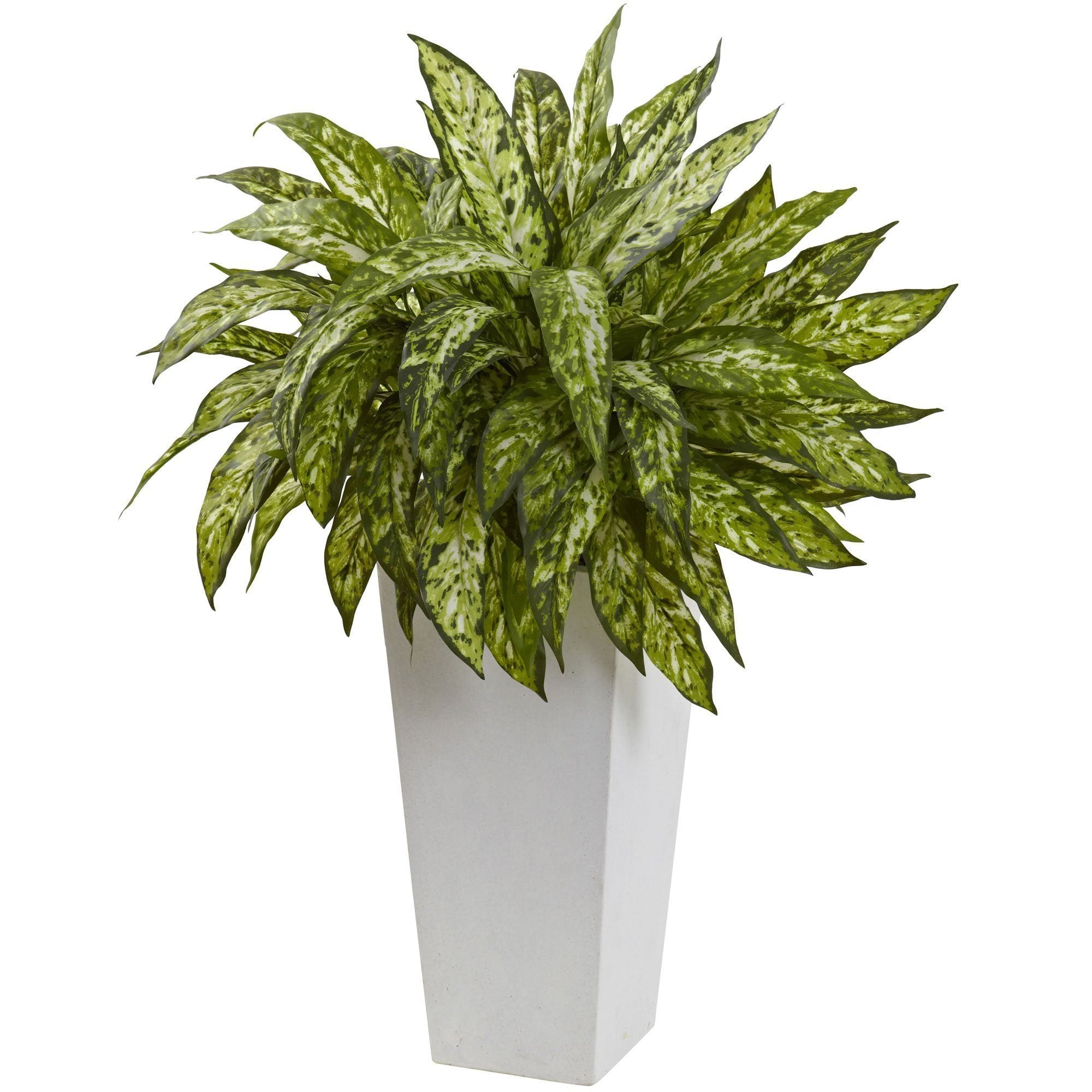 Aglaonema with White Decorative Planter